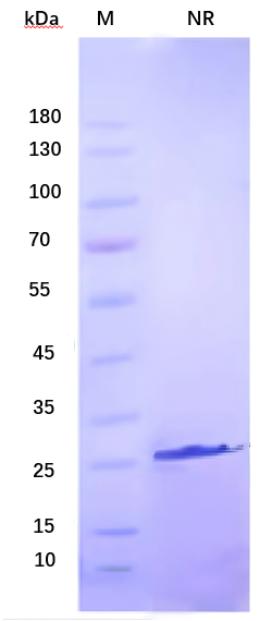 TGF-1